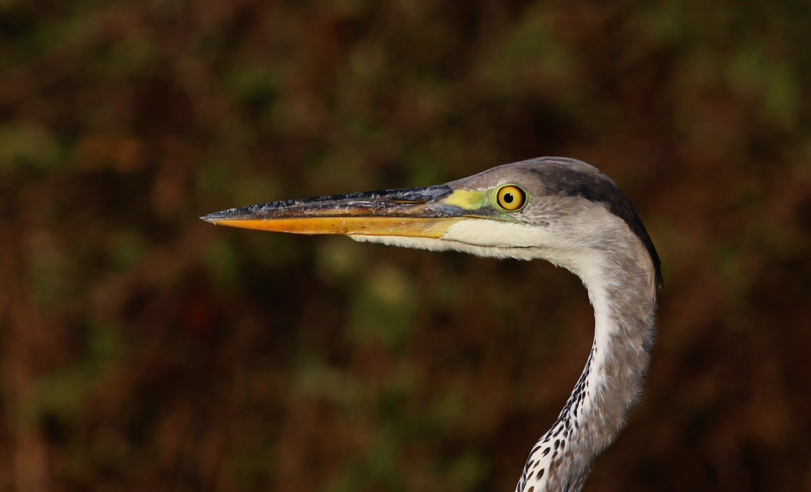 Gray Heron